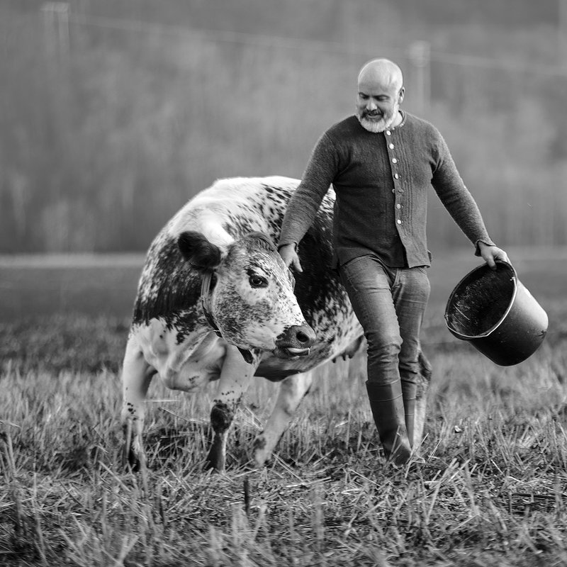 Jon Fredrik Skauge in the field with one of the farm animals
