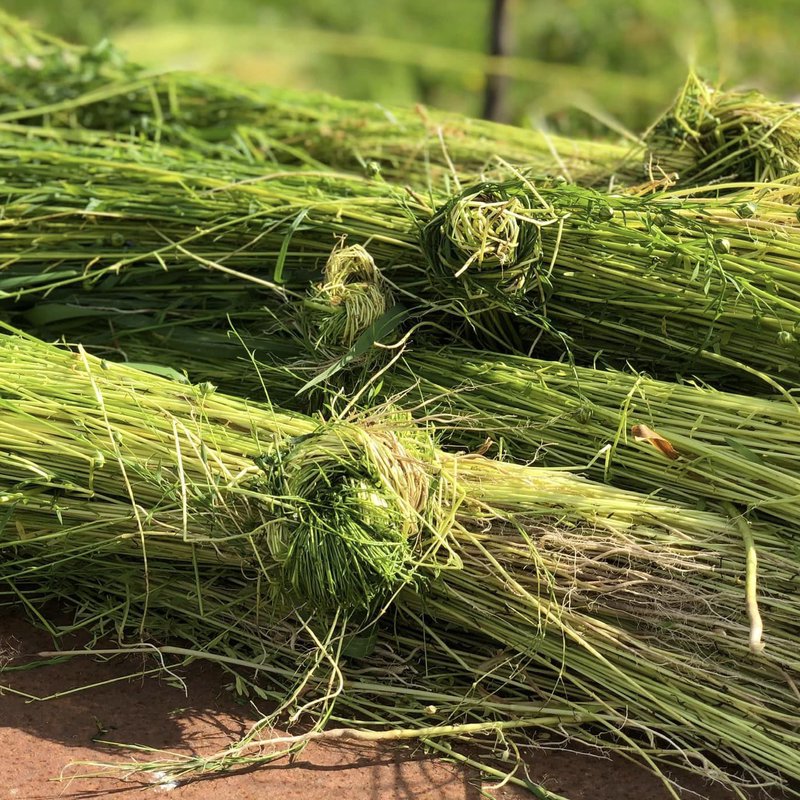 Freshly harvested flax bound together