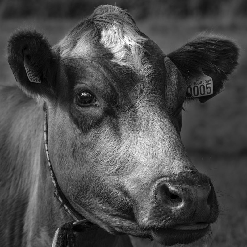 One of the cows at Fannremsgården