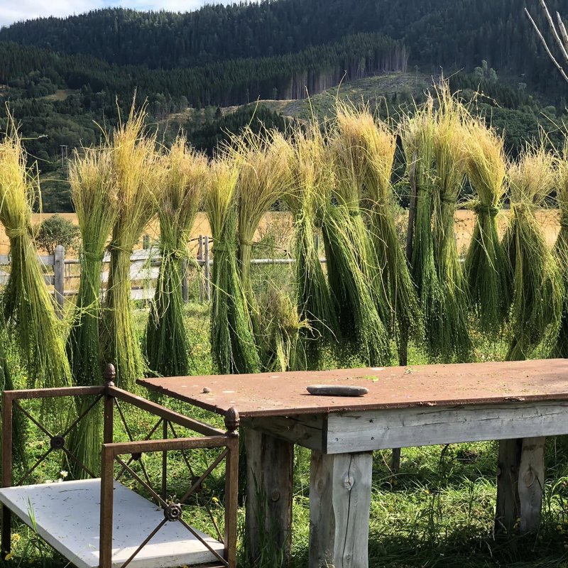 Flax hung to dry in the sun